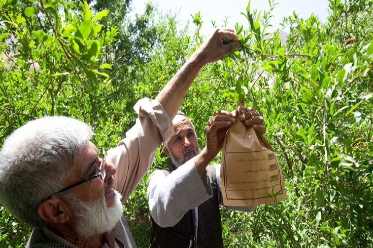 Local farmer Ahmad Shah (55) in his orchard where he grows pomegranates, almonds and figs. Graham Crouch / World Bank